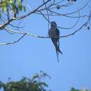 Image of Moustached Treeswift