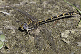 Sivun Progomphus borealis McLachlan ex Selys 1873 kuva