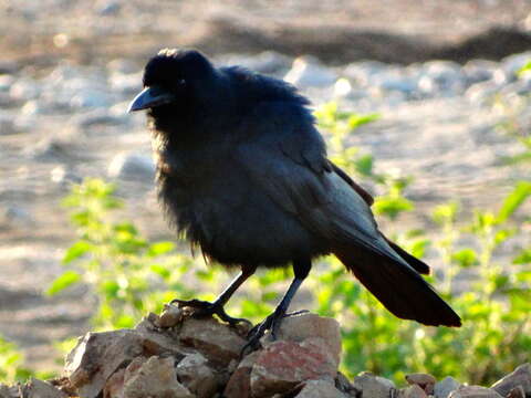 Imagem de Corvus sinaloae Davis & LI 1958