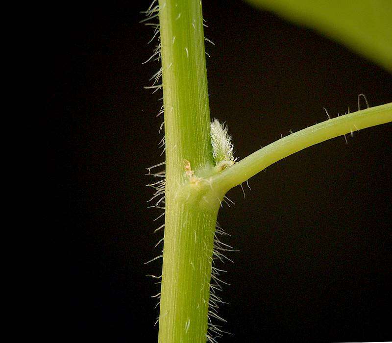 Слика од Euphorbia dentata Michx.