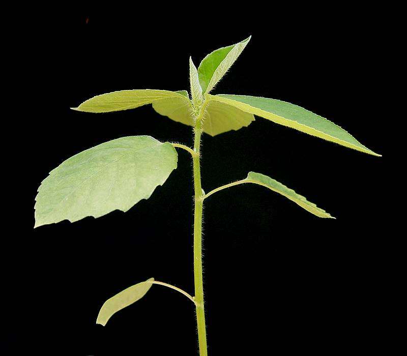 Image of toothed spurge