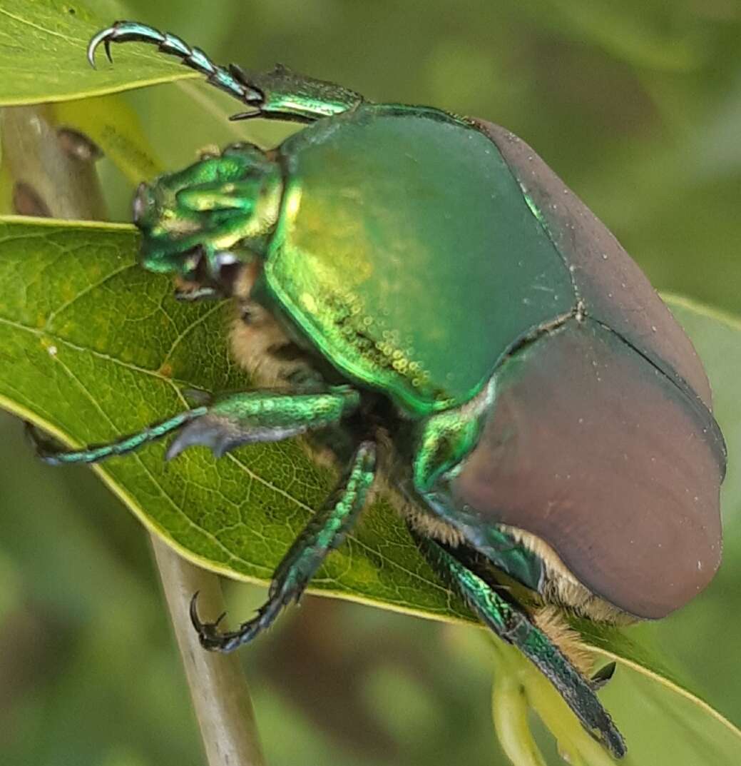 Image of Cotinis laticornis Bates 1889