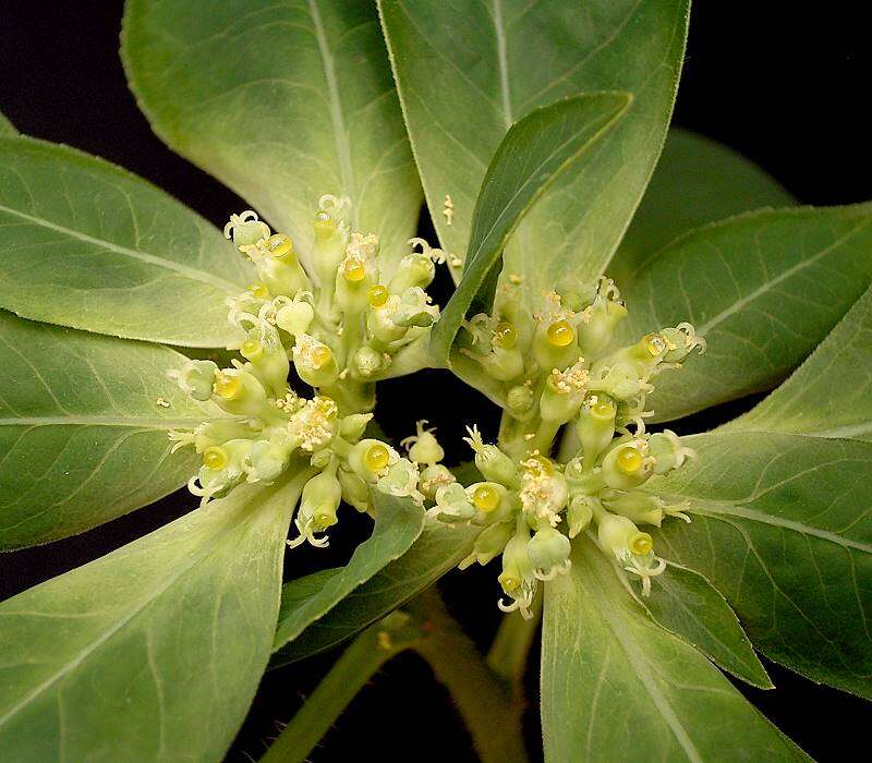 Image of toothed spurge