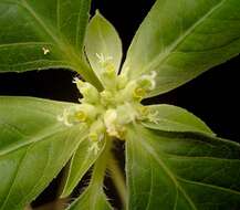 Image of toothed spurge