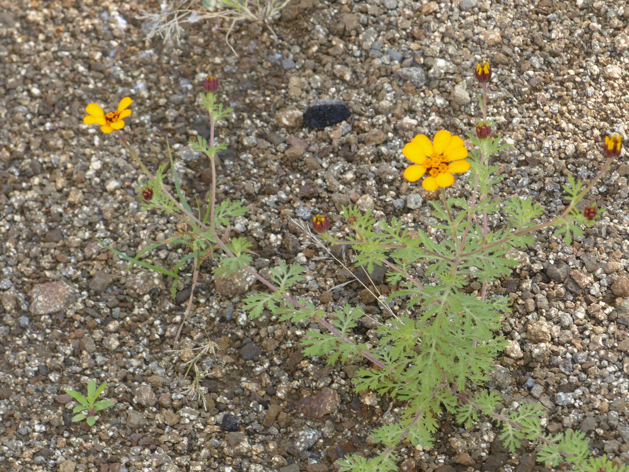 Image of Dyssodia decipiens (Bartl.) M. C. Johnston