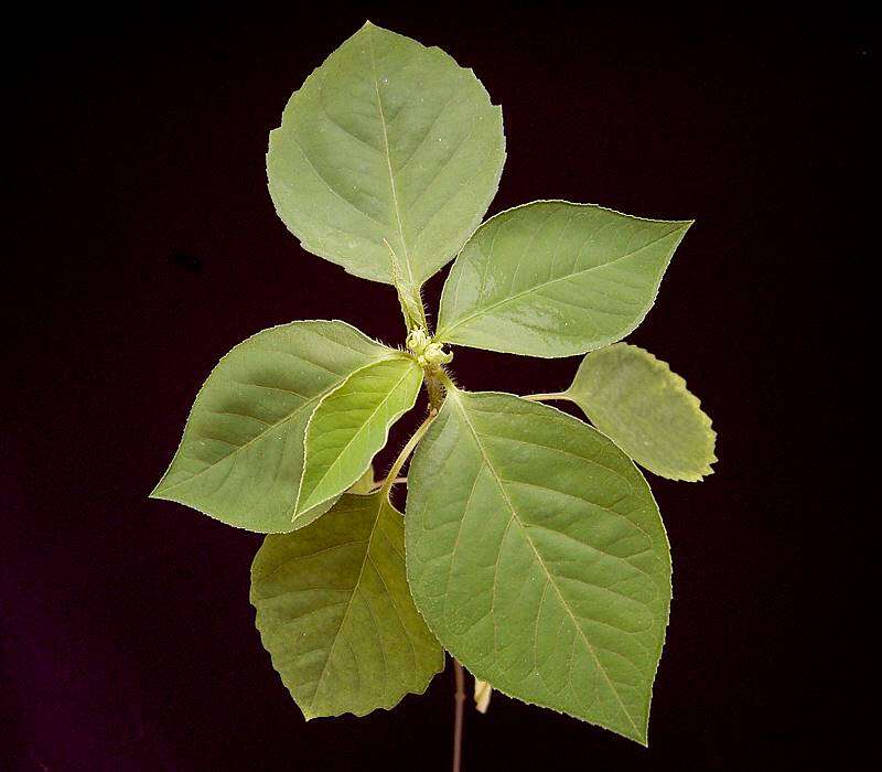 Image of toothed spurge