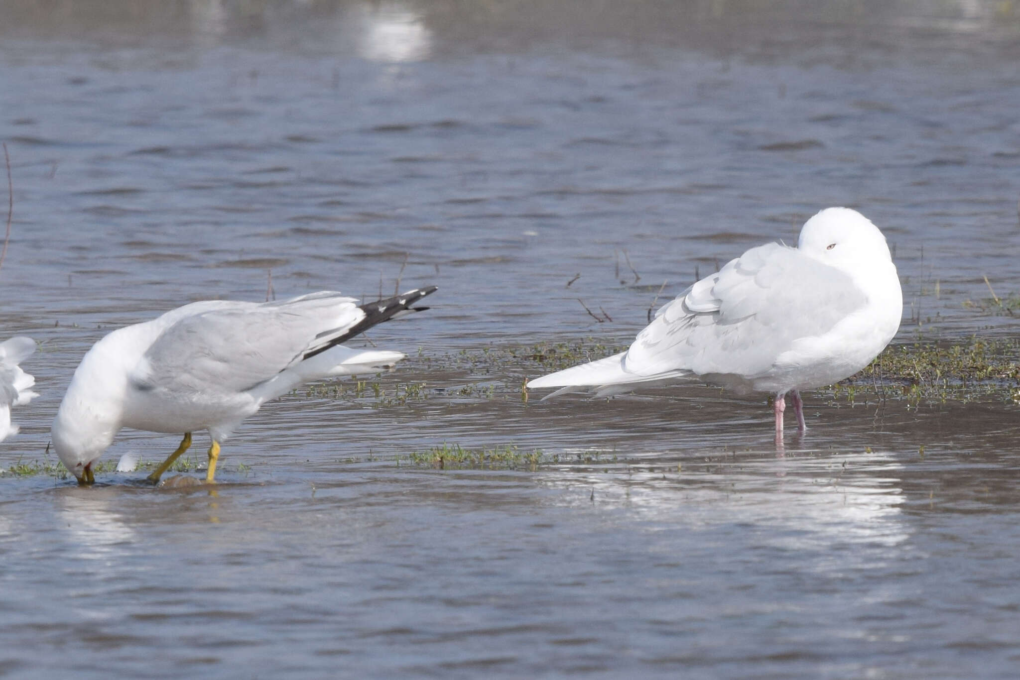 Image of Iceland gull