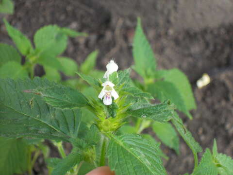 Image of Common hemp nettle