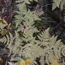 Image of Asian oakfern