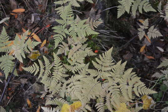 Image of Asian oakfern