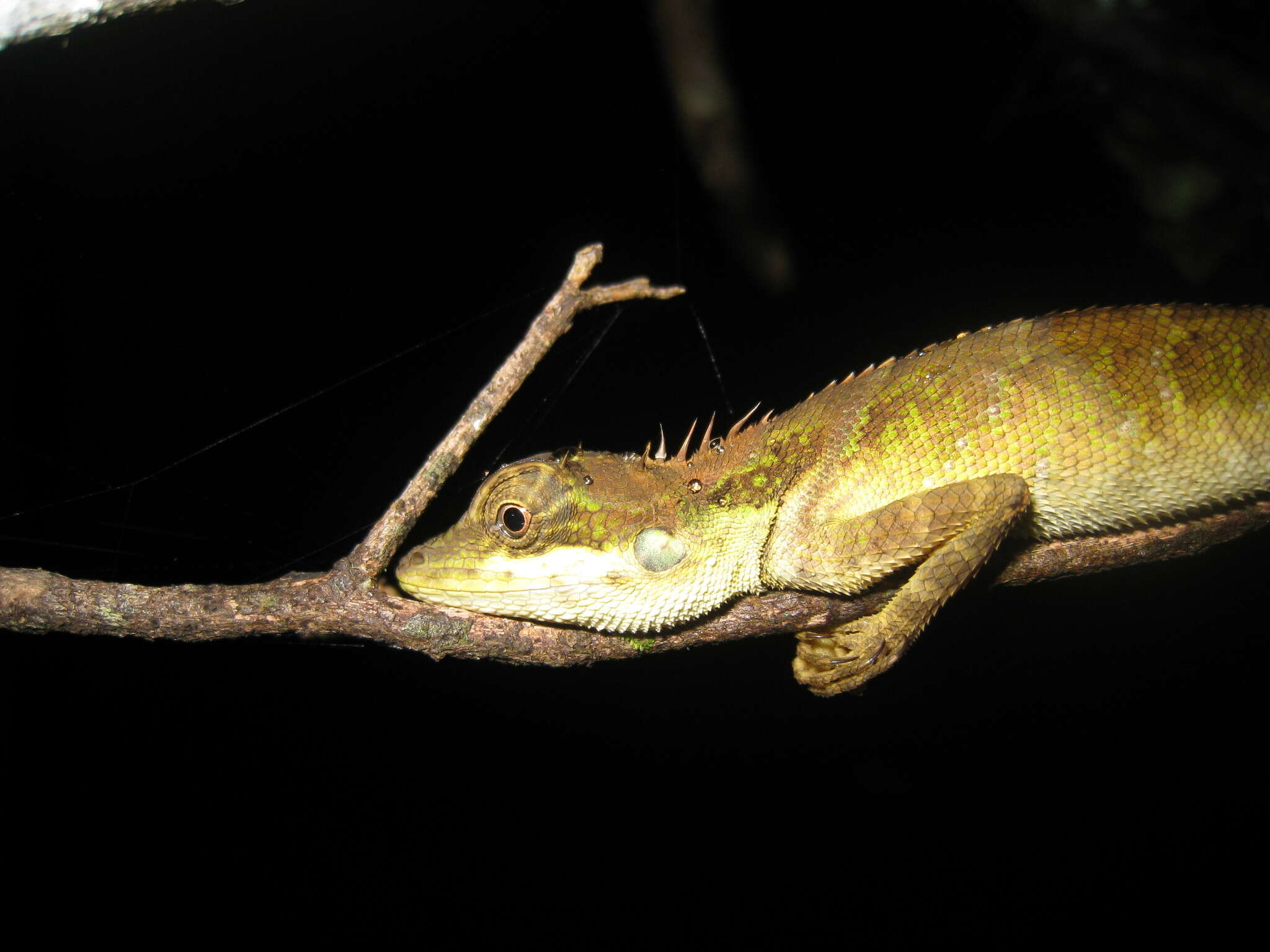 Image of Elliot's Forest Lizard