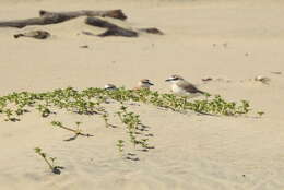 Sivun Charadrius marginatus mechowi (Cabanis 1884) kuva