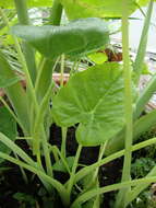 Image of Asian taro