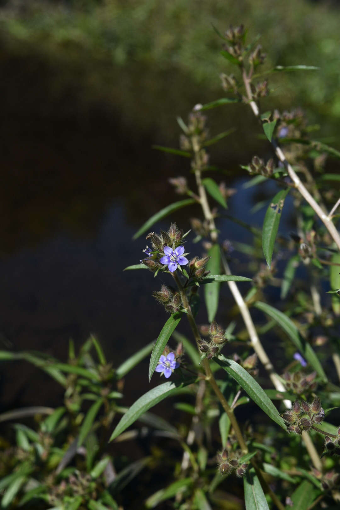 Hydrolea zeylanica (L.) Vahl resmi