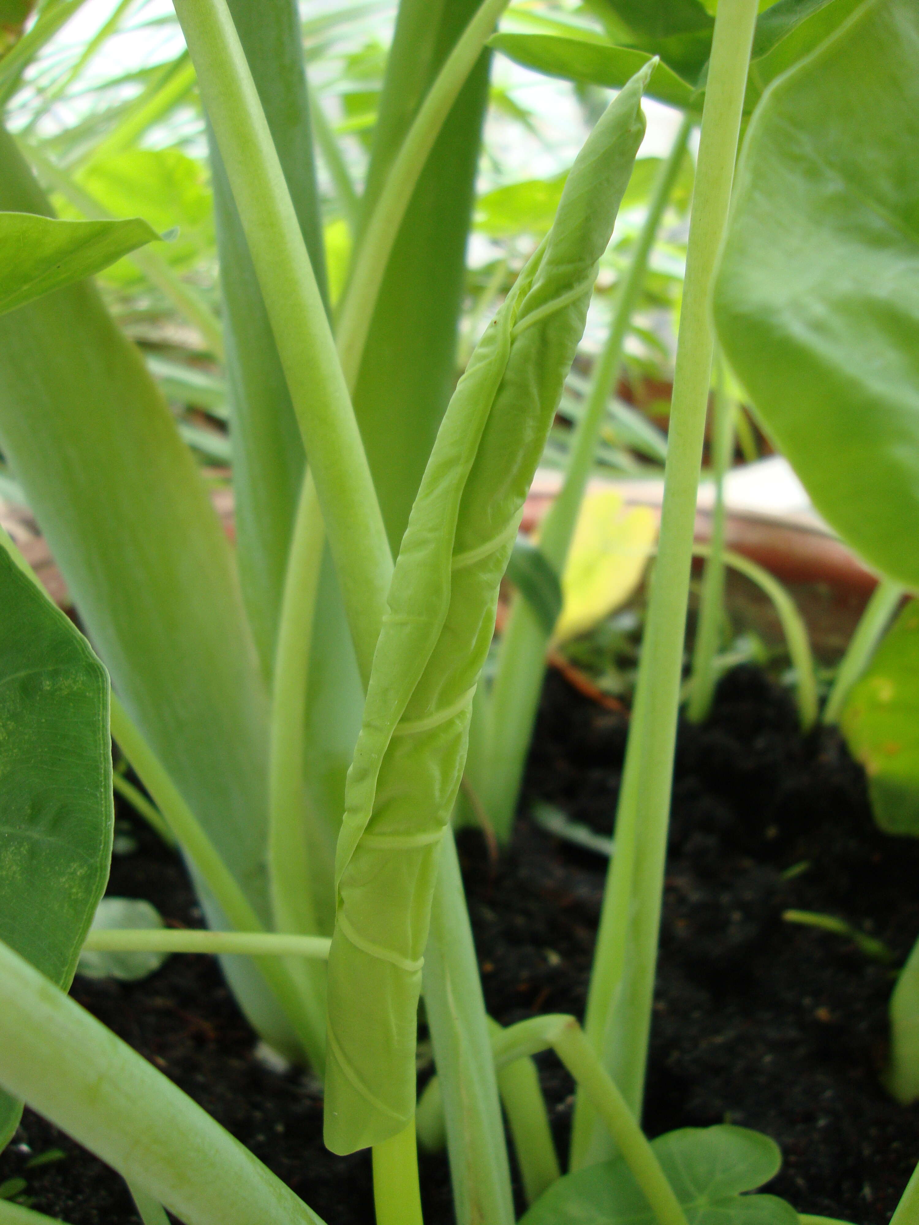 Image of Asian taro