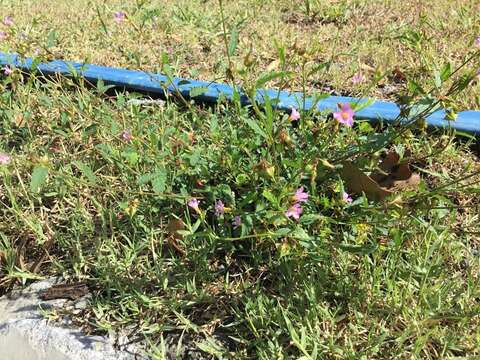 Image of Pyramid-Flower