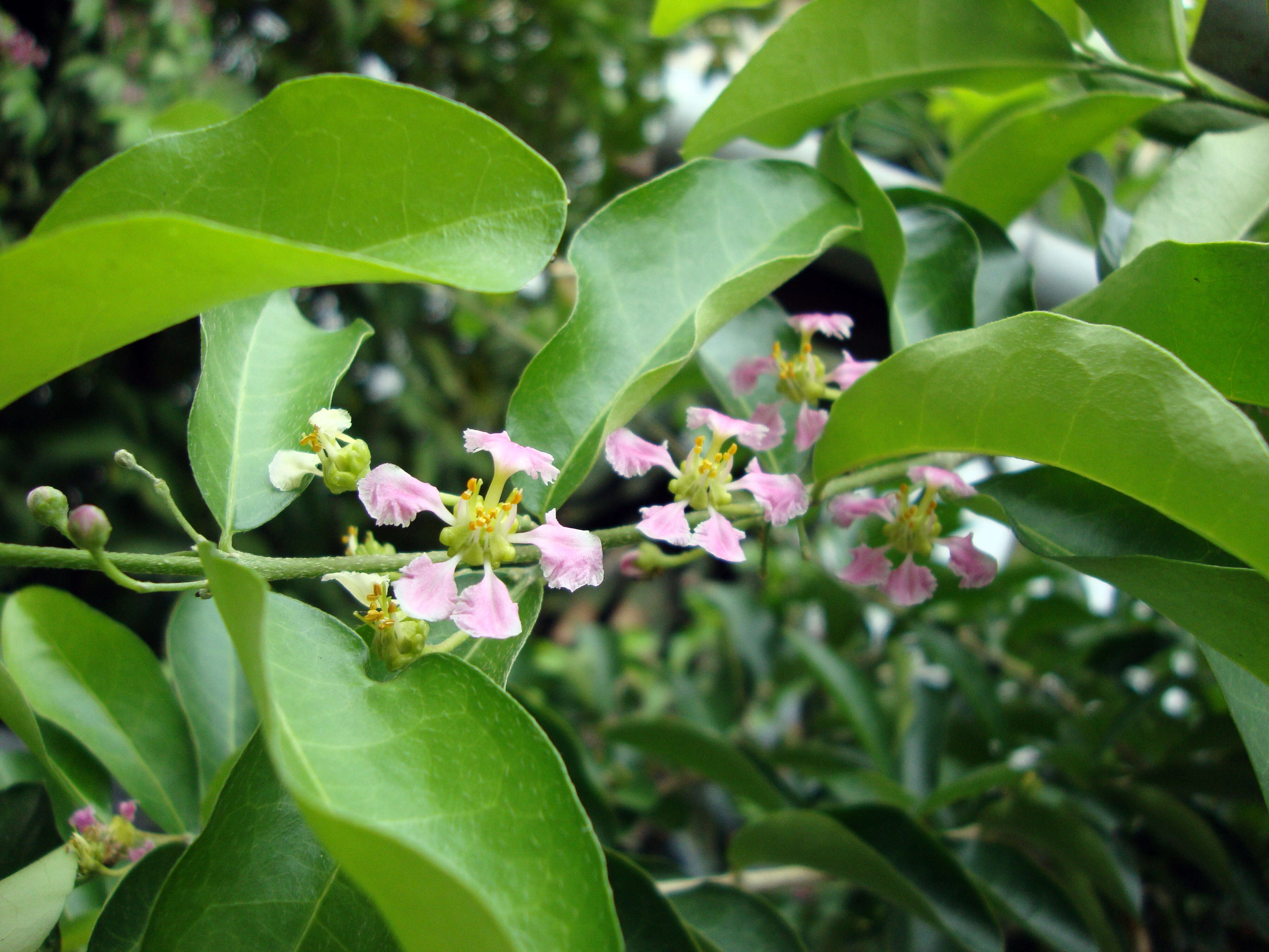 Imagem de Malpighia glabra L.