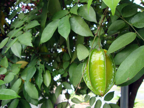 Image of carambola