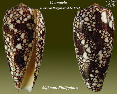 Image of omaria cone