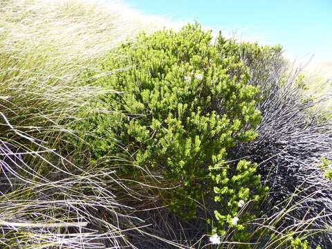 Image of Speedwell