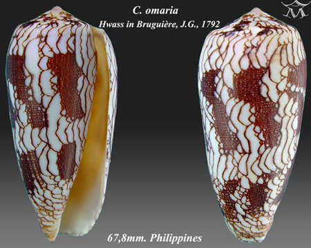 صورة Conus omaria Hwass ex Bruguière 1792