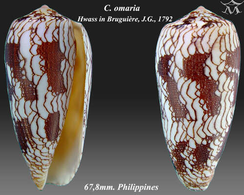 Image of omaria cone