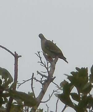 Image of African Green Pigeon