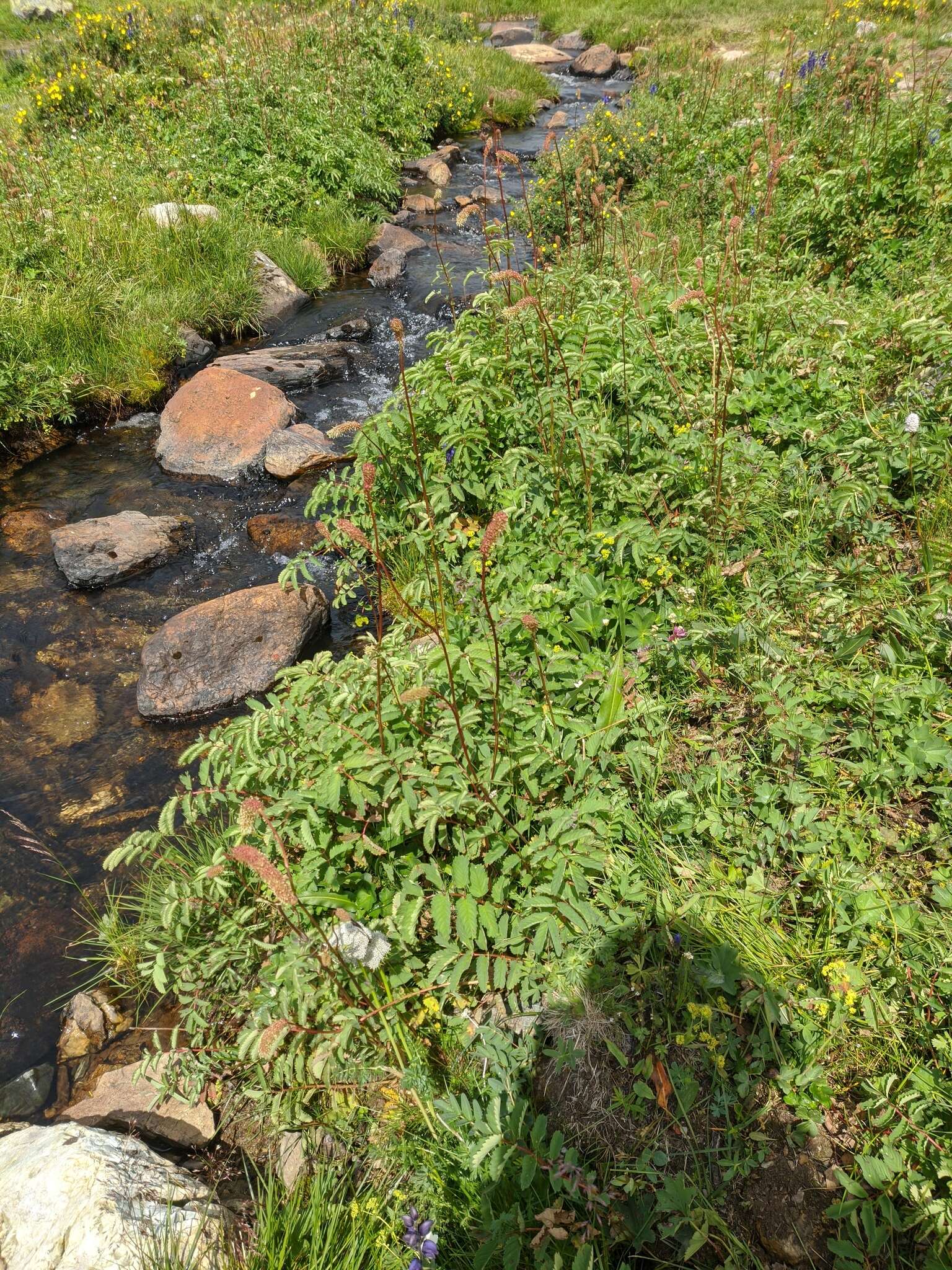 Imagem de Sanguisorba alpina Bunge