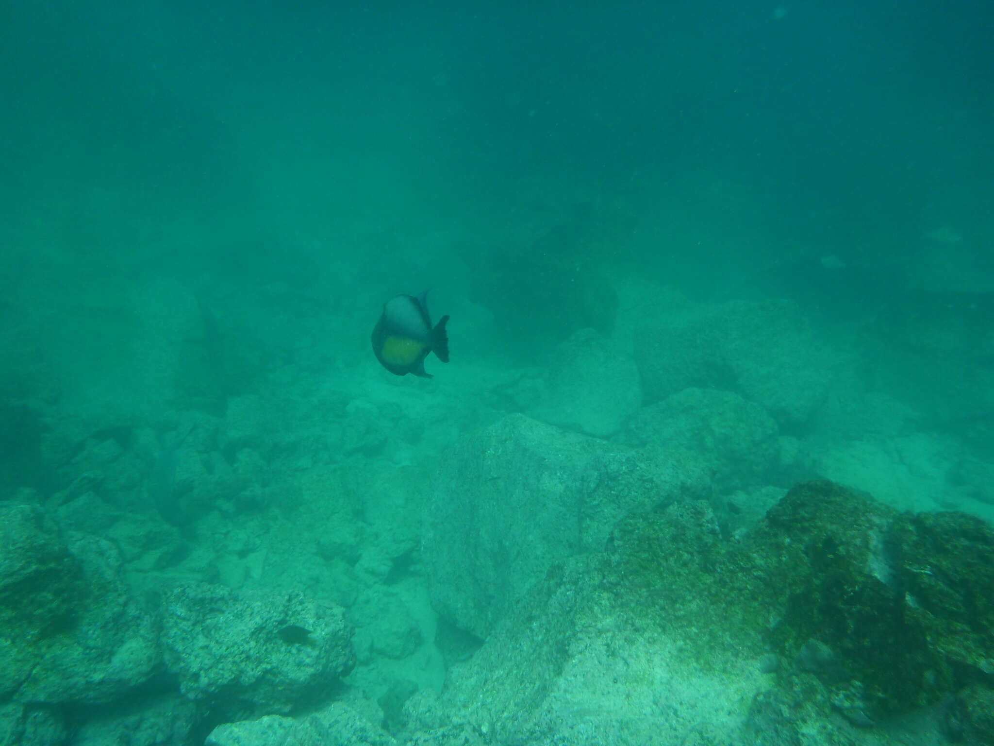 Image of Orangeside Triggerfish