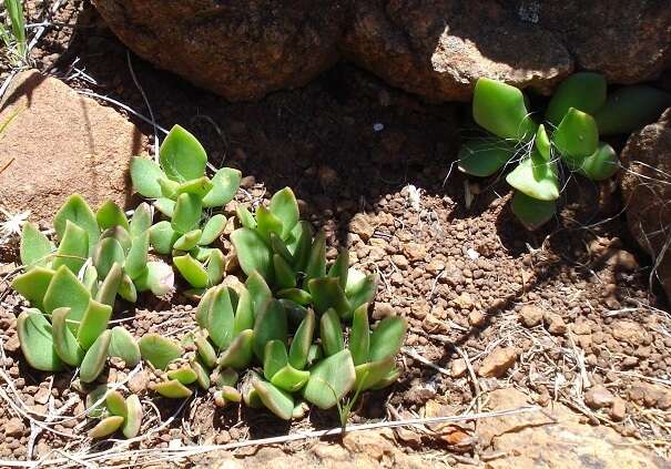 Image of Anacampseros rufescens (Harv.) Sw.