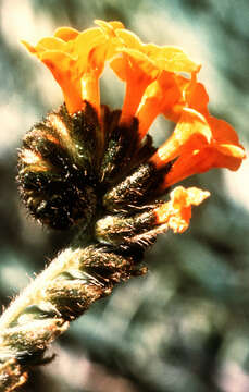 Image of largeflowered fiddleneck