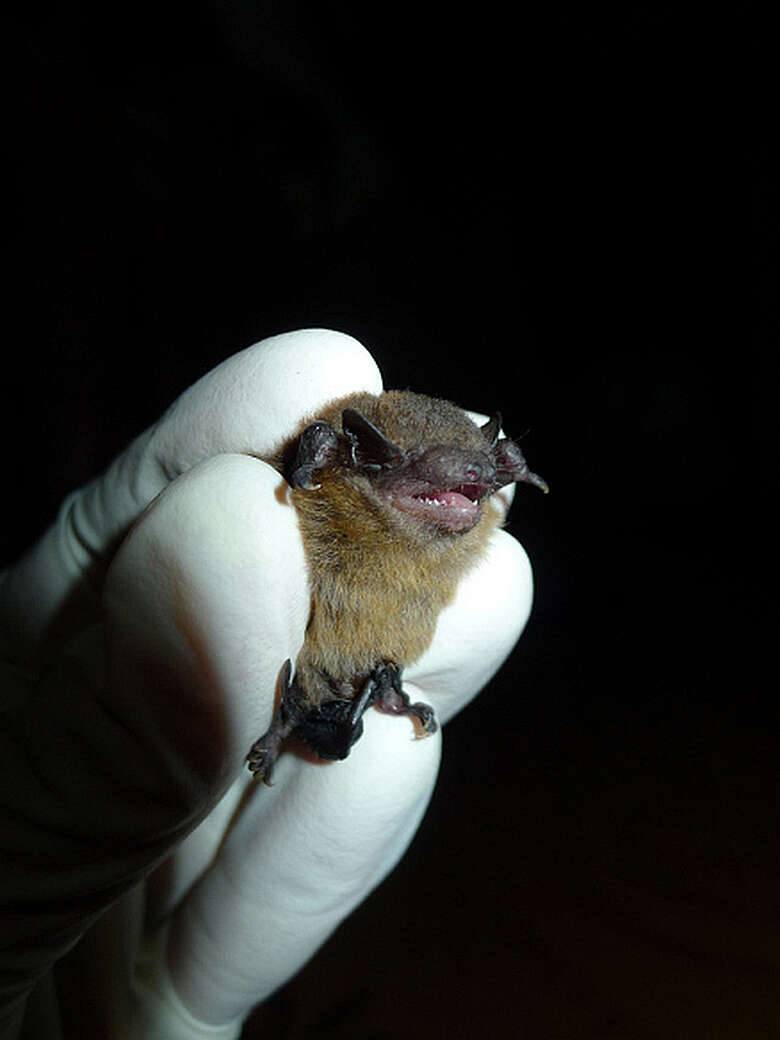 Image of Tiny Pipistrelle