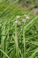 Imagem de Astrantia major L.