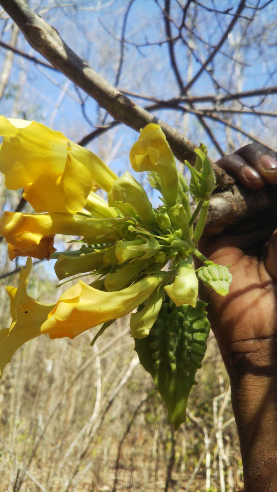 صورة Uncarina peltata (Baker) Stapf