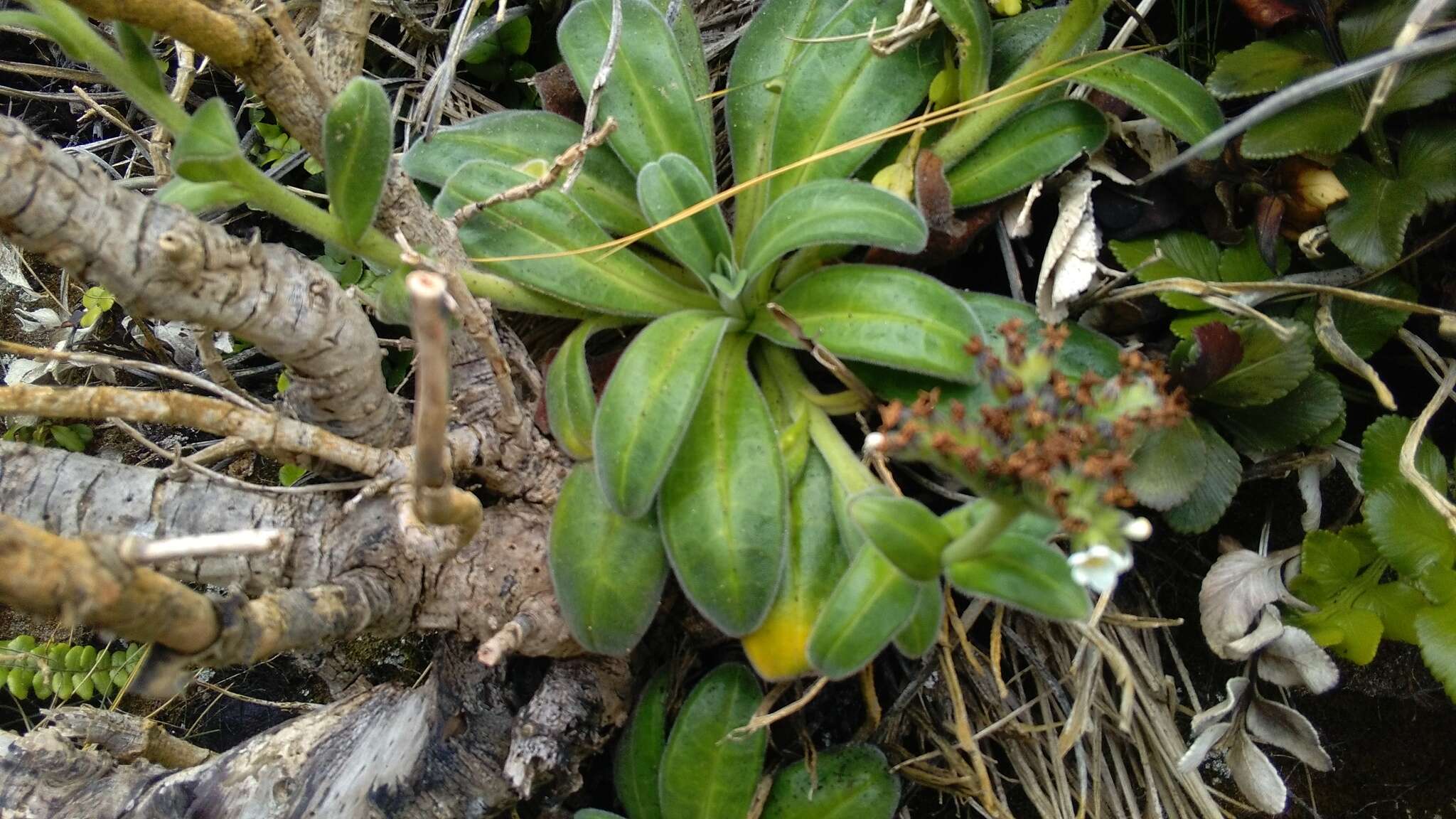 Image of Myosotis rakiura L. B. Moore