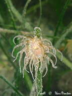 Image of grass crack anemone