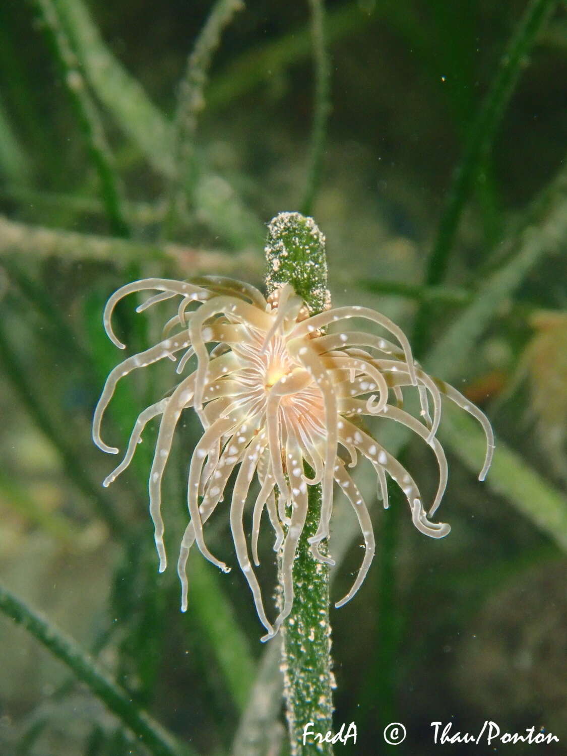 Image of grass crack anemone