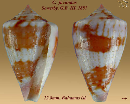 Image de Conus jucundus G. B. Sowerby Iii 1887