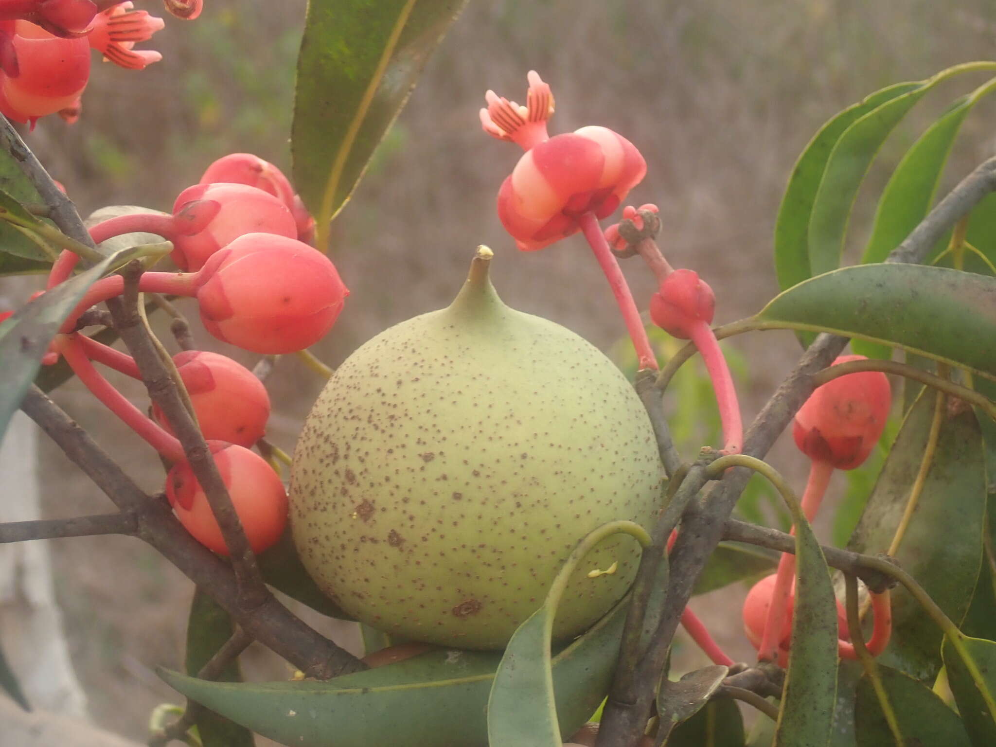 Image of Symphonia clusioides Baker