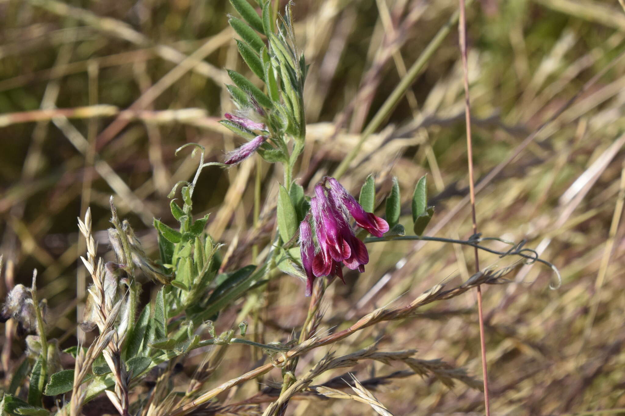 Image of reddish tufted vetch