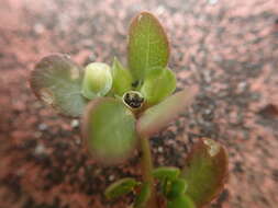 Image of Portulaca oleracea var. oleracea