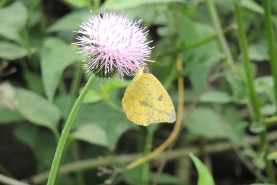 Image of Large Orange Sulphur