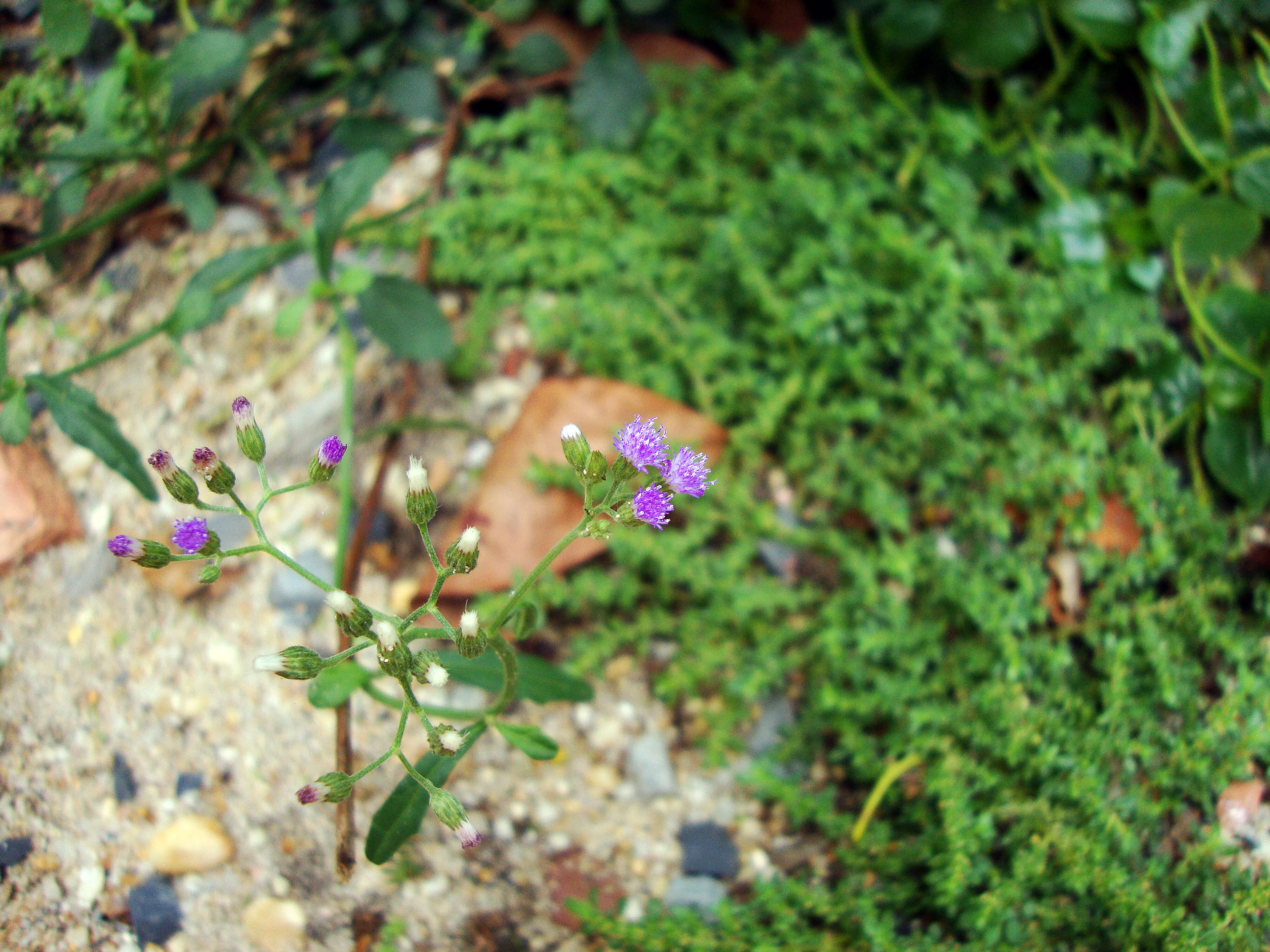 Image of ironweed