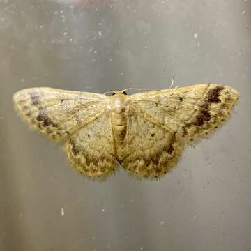 Image of Idaea elaphrodes Turner 1908