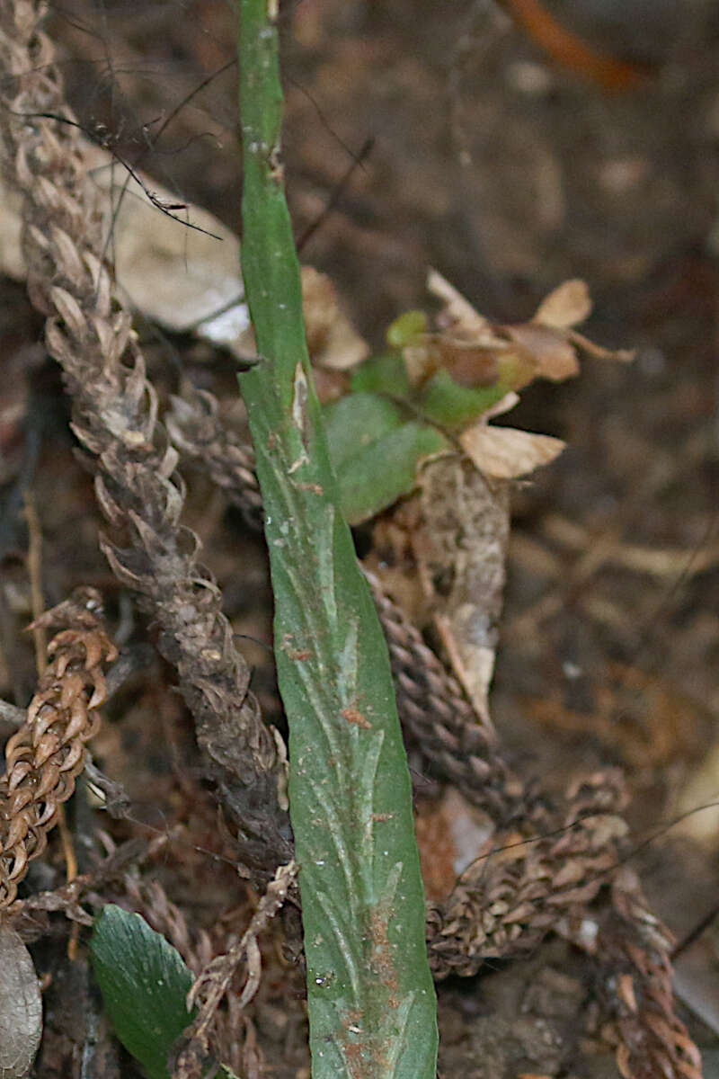 Image of Asplenium attenuatum R. Br.