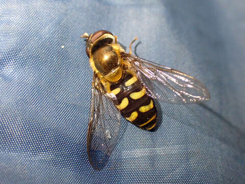 Image of <i>Lapposyrphus lapponicus</i>