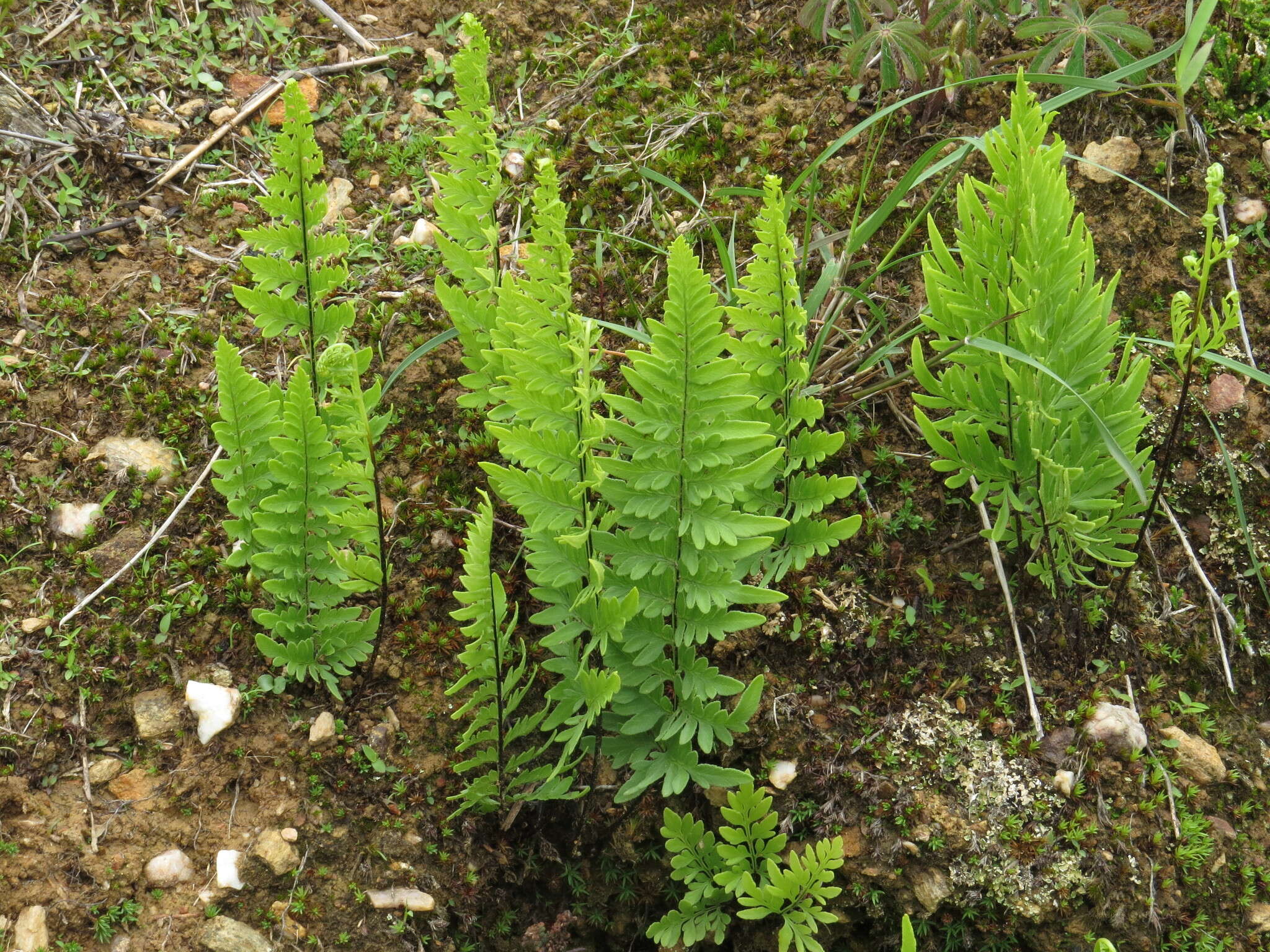 Image of Myriopteris allosuroides (Mett.) Grusz & Windham