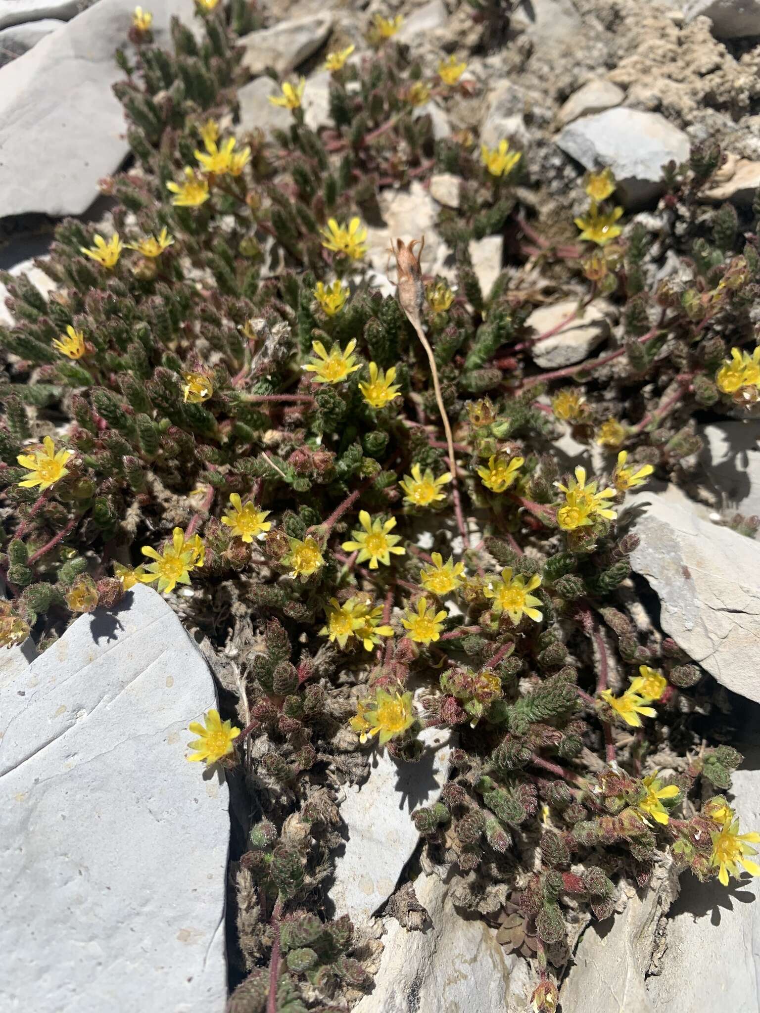 Image de Ivesia cryptocaulis (Clokey) Keck