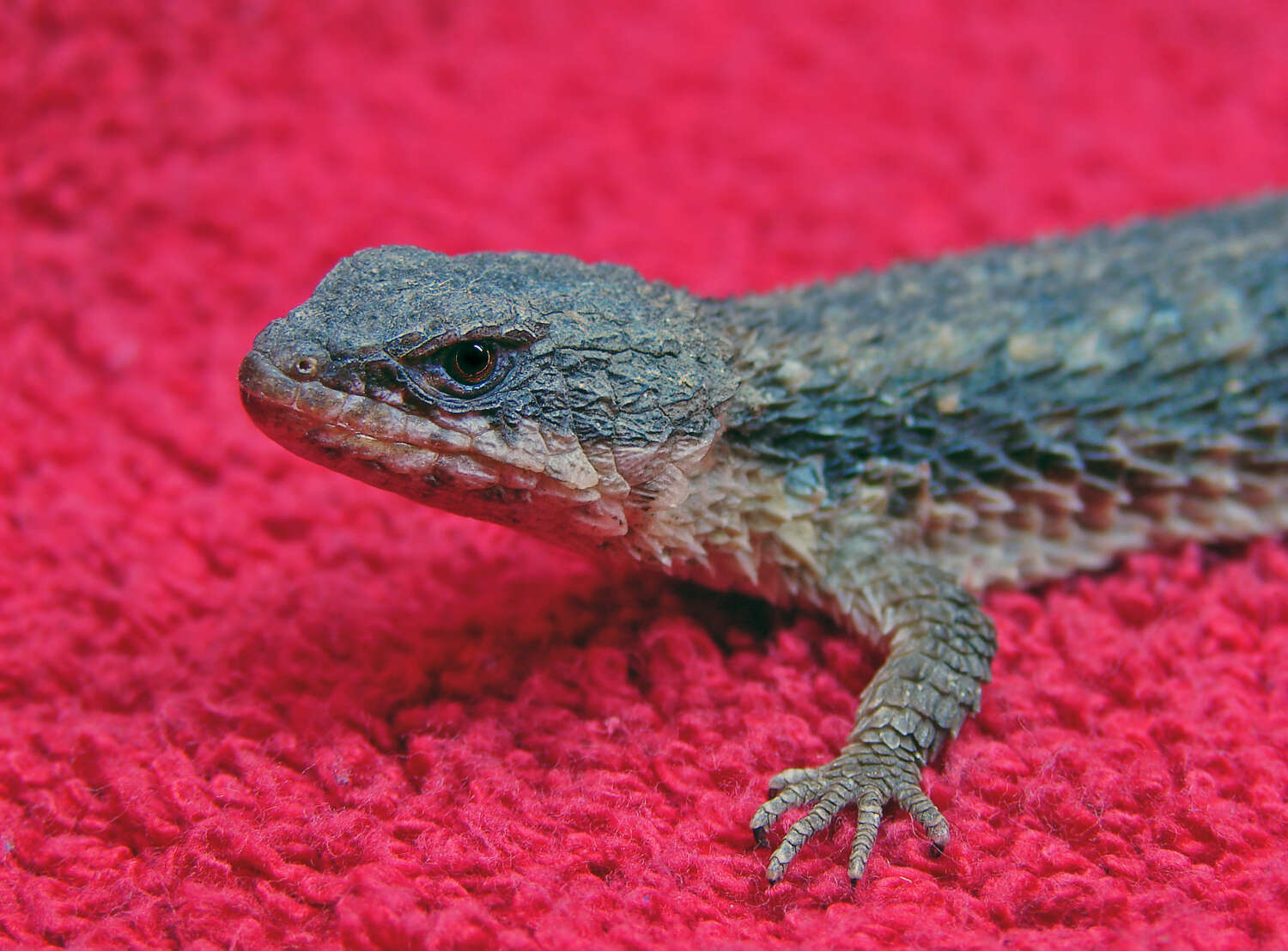 Image of East African spiny-tailed lizard