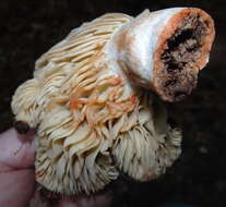 Image of Russula dissimulans Shaffer 1962